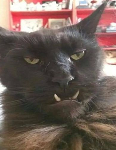 hellskitten.jpg